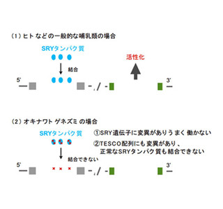 哺乳類の『性』権交代の瞬間捉える