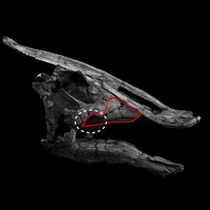 北大、ハドロサウルス科恐竜の頭骨の一部を発見