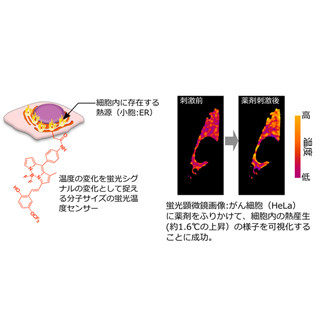 早大など、細胞内の熱源の温度変化を直接測れる分子サイズの温度計を開発