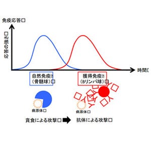 白血球の分化を制御する仕組み発見