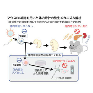 体内時計の発生に細胞分化が関係 - 京都府立医科大学がメカニズムを解明