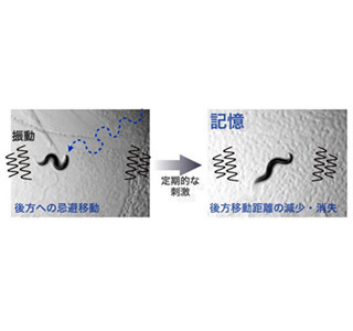 嫌いな刺激に馴れる仕組みを線虫で発見