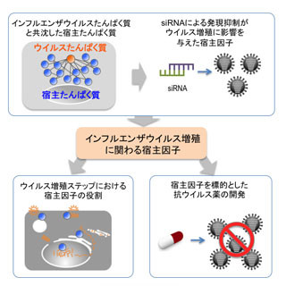 インフルエンザウイルスの増殖に関わるタンパク質を同定 - 東大とJST