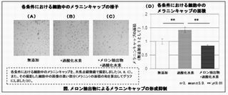 ポーラ化成、メロンの抽出物にシミの発生を抑制する効果を確認