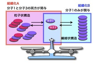 NIMS、分子の自己組織化の開始時刻を制御することに成功