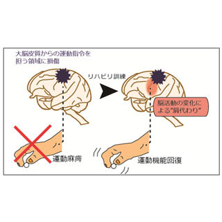 脳損傷で失った運動機能を他の領域が肩代わりすることを確認 - 産総研など