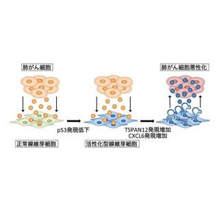 国がん、肺がんの悪性化に関る新メカニズムを解明