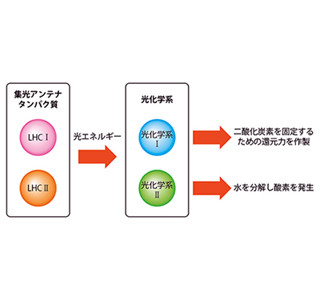 コケの集光アンテナ解明、進化の跡か