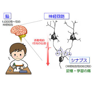 神経回路の形成に必須なタンパク質発見