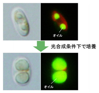 オイル高蓄積珪藻の全ゲノムを初解読