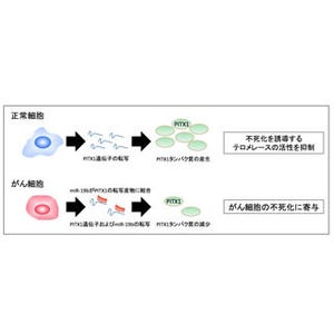 鳥取大、がん抑制遺伝子を制御する因子を同定