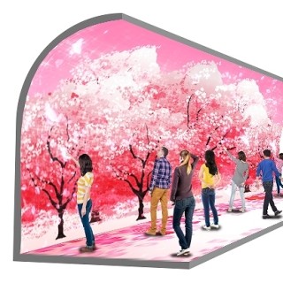 東京都・お台場で一足早く桜が開花!?-屋外参加型のイルミネーションが登場