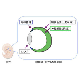 理研など、従来技術を改良しES細胞から毛様体縁を含む立体網膜を作製