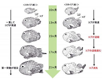 3種のダンゴウオは同種 を飼育で確認 Tech