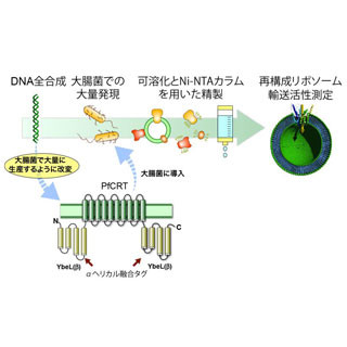 岡山大、マラリア原虫が薬剤耐性となる原因タンパク質の働きを解明