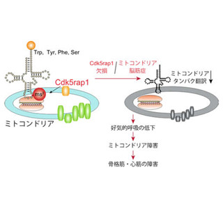 ミトコンドリア病の原因解明、薬にめど