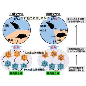 金沢大、体内時計の安定に関わる神経細胞を発見