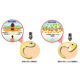 メダカを用いて臓器が立体的に形成される仕組み解明 - 東京医科歯科大など