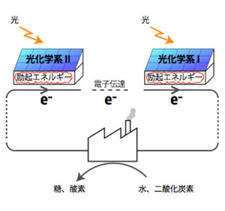 光合成担う巨大な光化学超複合体を発見