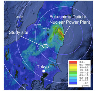 原発事故が北関東のオオタカ繁殖に打撃