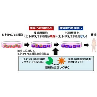 産総研など、腫瘍の原因となるiPS細胞を効率的に除去する技術を開発