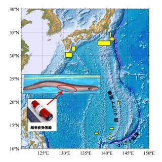 ウナギは深海でも日出・日没を感知していた - 水研センター