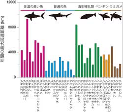 マグロやサメなど体温の高い魚は普通の魚の2 7倍速く泳ぐ 極地研 Tech