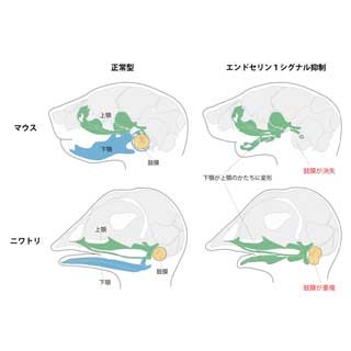 理研、哺乳類の鼓膜は下顎から進化したと発表 - 爬虫類・鳥類は上顎から