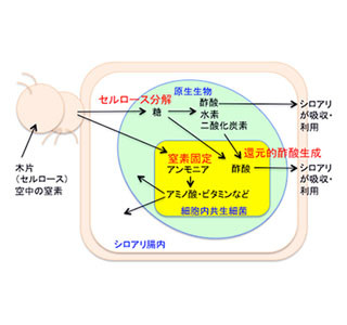 シロアリの生命力解明さらに前進