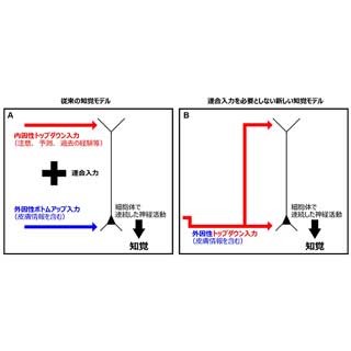 皮膚感覚の知覚に関する新しい脳内神経回路を発見 - 理研