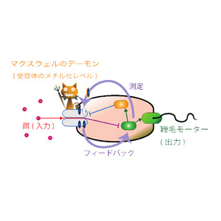 東大など、大腸菌に潜む「マクスウェルの悪魔」の働きを解明することに成功