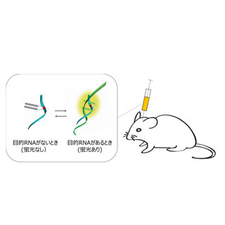 京大、生きたマウスの脳で細胞内RNAを可視化することに成功