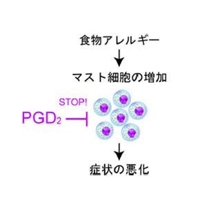 東大、食物アレルギーの反応を抑える物質を発見