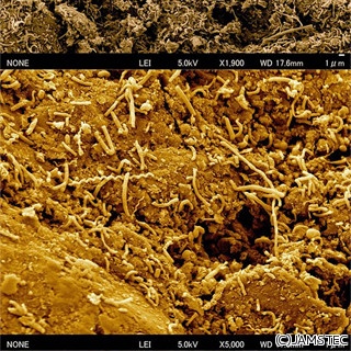 海底下2500mに微生物の群れ - JAMSTECなどが青森県・八戸沖で発見