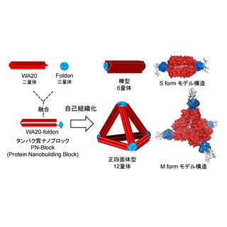 信州大、人工タンパク質ナノブロックにより多様な自己組織化ナノ構造を創出