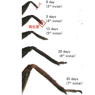 岡山大、コオロギの脚が切断されても元通りに再生する仕組みを解明