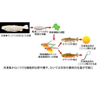 東京海洋大、長期間冷凍したニジマスの次世代個体を生産することに成功