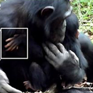 京大、障害のある野生チンパンジーを家族でケアしている様子の観察に成功