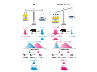 妊娠中のオメガ6過多/オメガ3欠乏が子供の脳形成不全を引き起こす - 東北大