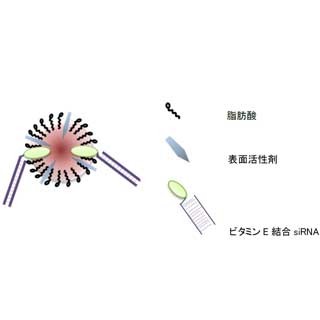 TMDU、座薬として投与可能な核酸医薬を開発 - 従来は注射薬のみ