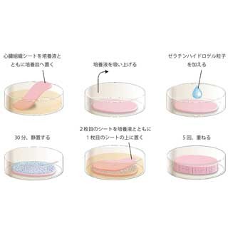 京大CiRA、細胞シートを簡便に積層化する手法を確立