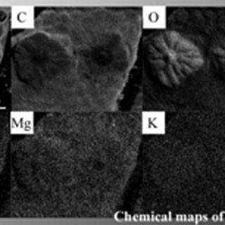 女子高校生らが植物の宝石「プラントオパール」をクワの葉中に発見 - 早大