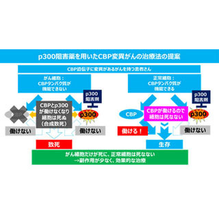 国立がん研、「合成致死」の関係性に基づいた新たながん治療法を提案