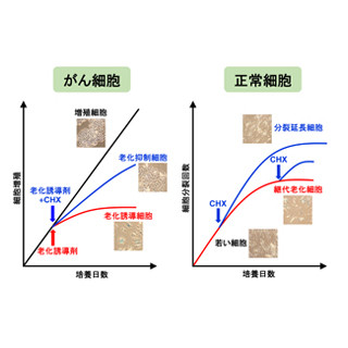 細胞質のタンパク質合成を制限することで細胞老化を抑制できる - 横市大