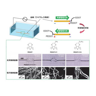東工大、導電性の高分子ファイバーが自発的に成長する現象を発見