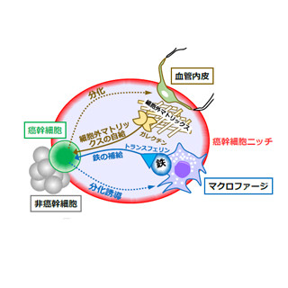 TMDU、がん幹細胞が自らの生存に適した環境を構築する戦略を解明