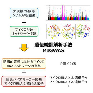 TMDU、マイクロRNAをスパコンでスクリーニングする遺伝統計解析手法を開発