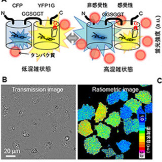理研など、細胞内の分子混雑状態により色が変わる蛍光タンパク質を開発