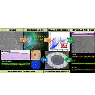 阪大、ヒトiPS細胞から角膜上皮を作製 - 動物モデルで治療効果確認