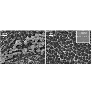 慶大など、PETを分解して栄養源にする細菌を発見 - 分解メカニズムも解明